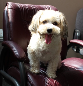 Baxter in chair