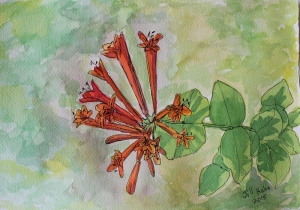 Watercolor Honeysuckle bloom