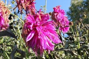 pink dahlia after frost